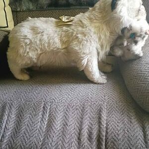 Avanti Plush Cat with Kitten